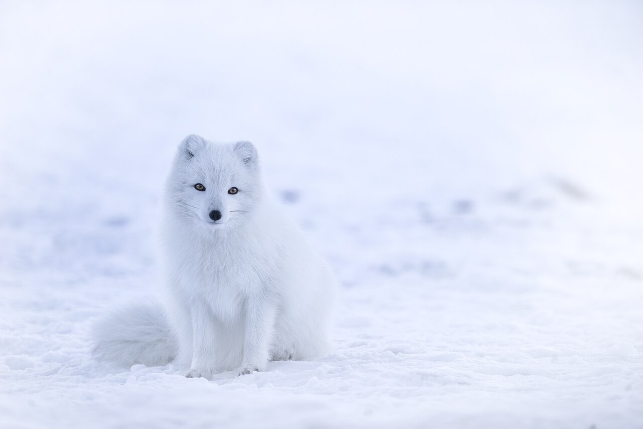 A white Arctic fox standing in snow in Iceland, with dark eyes and nose visible against its pale coat.
