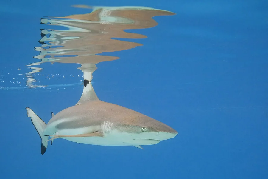 A blacktip reef shark swimming just beneath the surface in blue water, showing its darker back, pale belly and black fin tips.