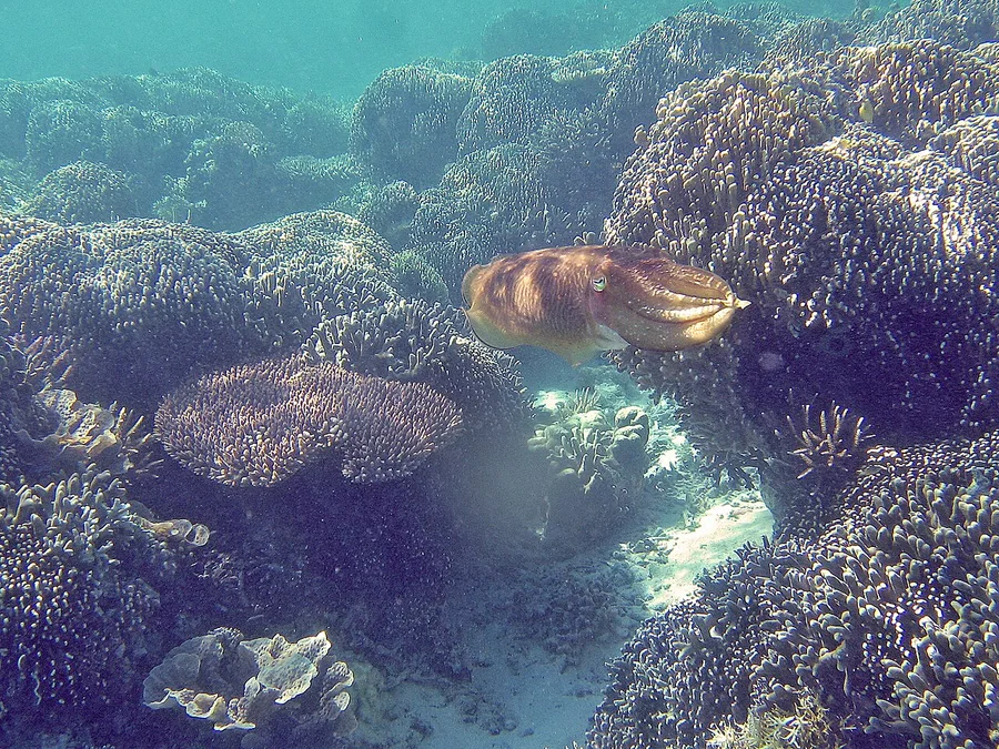 Two cuttlefish above a rocky seabed, with the lower animal’s mottled pattern blending into the nearby rock.