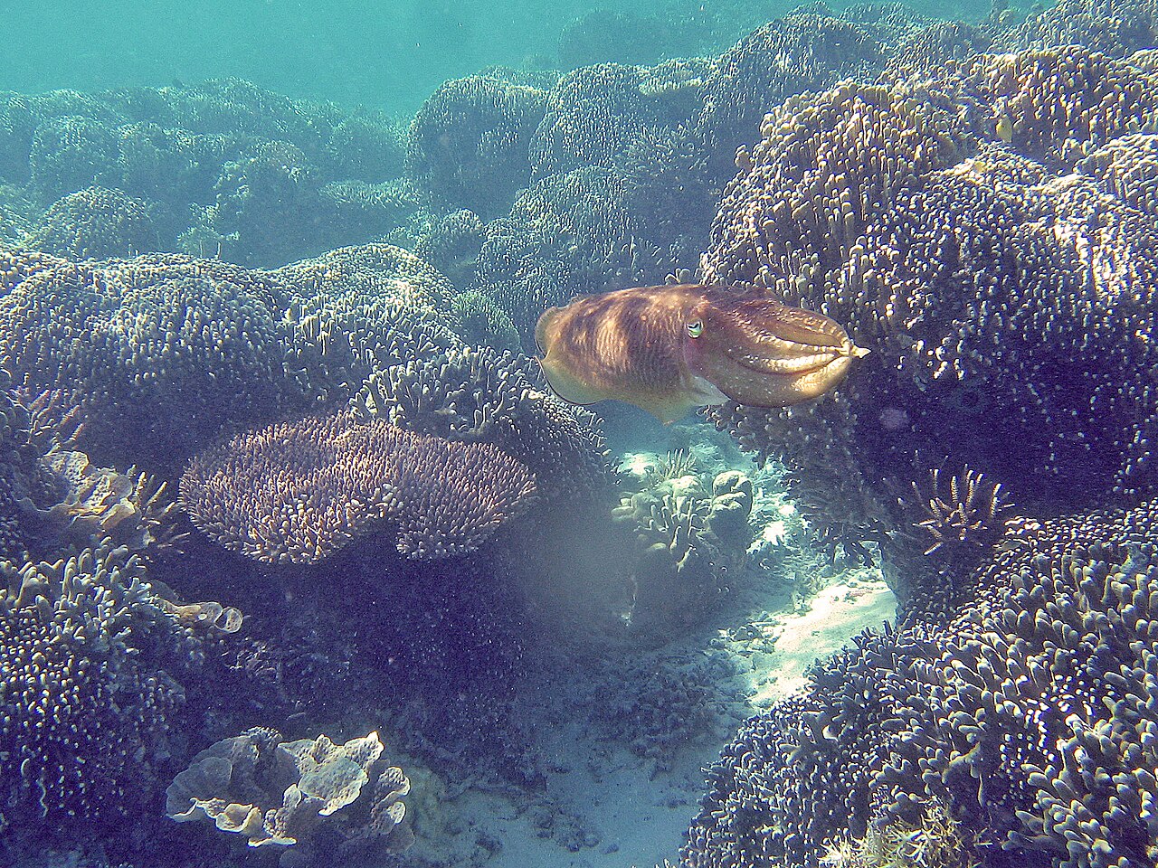 Two cuttlefish above a rocky seabed, with the lower animal’s mottled pattern blending into the nearby rock.