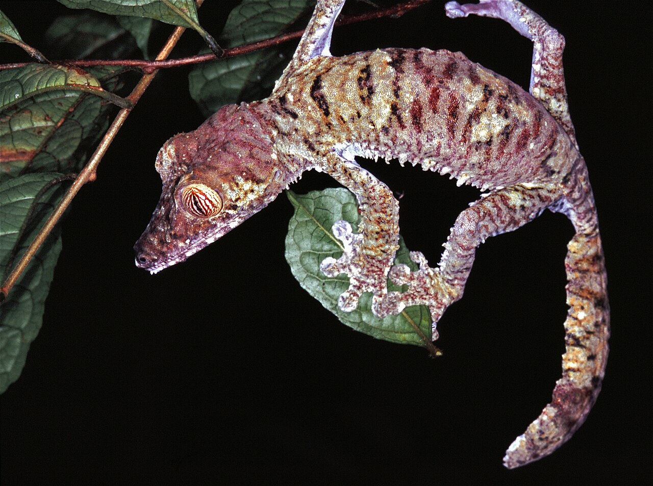 A mottled giant leaf-tailed gecko on thin branches, showing its broad tail and the fringed skin below its jaw and body.