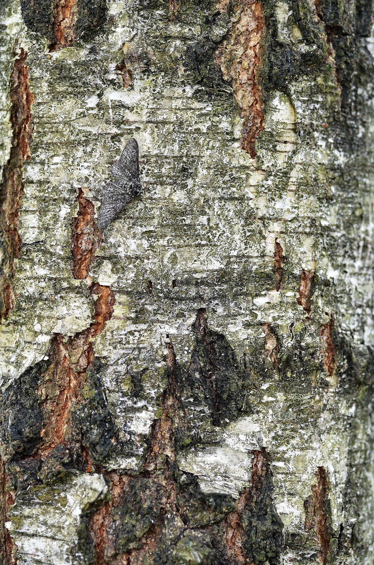 A pale peppered moth resting near the upper part of a mottled birch trunk, its speckled wings blending into the bark.