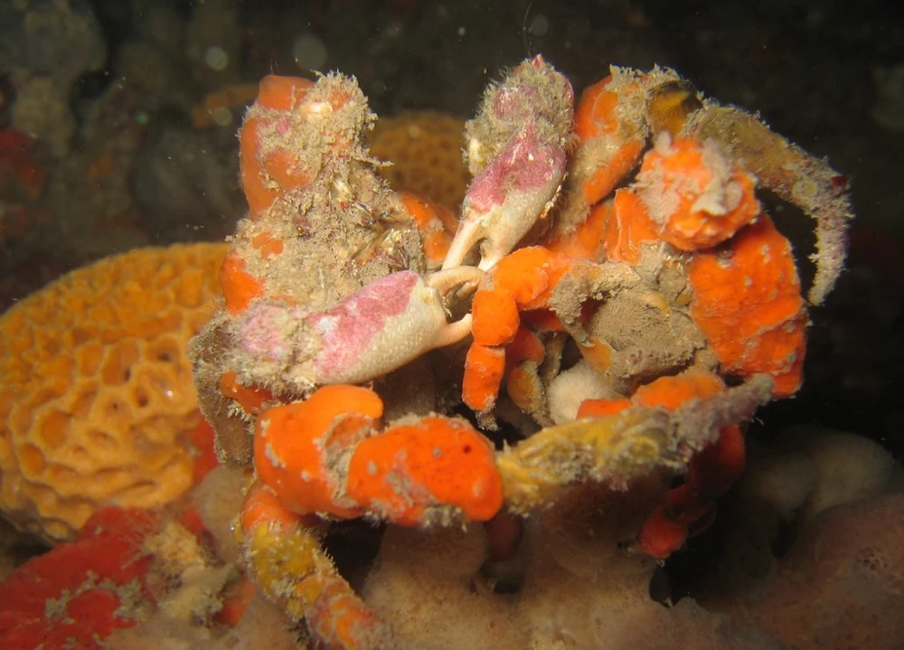 Two Hyastenus elatus decorator crabs grappling, their bodies covered with orange and pale sponge-like material.