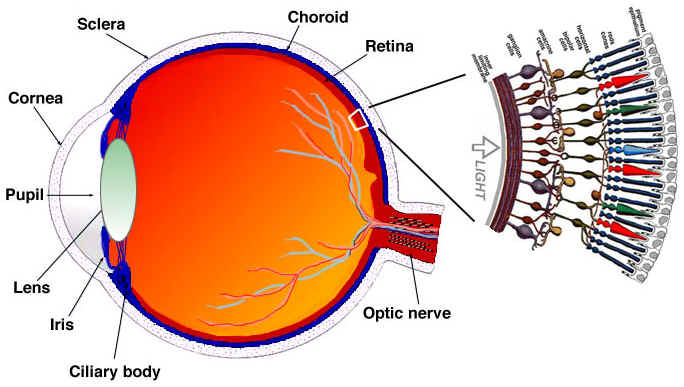 A labelled cross-section of the eye beside an enlarged diagram of the retina and its light-sensitive cells.