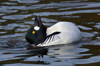 Photographic version of the duck-rabbit