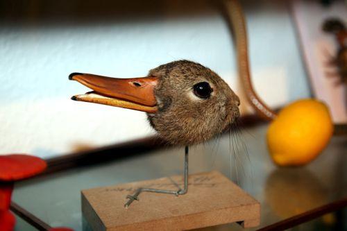 Taxidermy version of the duck-rabbit