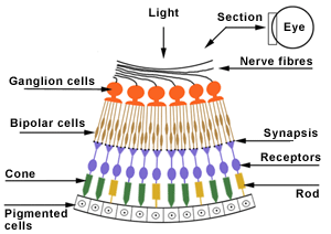 An animated diagram showing the layers of retinal receptors, bipolar cells and ganglion cells.